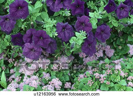 Close up of deep blue petunia with paler ageratum after rain. View Large Photo Image Stock Photograph - Close up of deep blue petunia with paler ageratum after rain.. Fotosearch