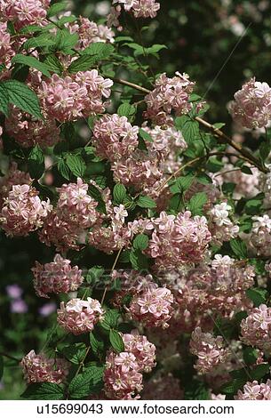 Stock Image -  Close up of deutzia. Fotosearch
