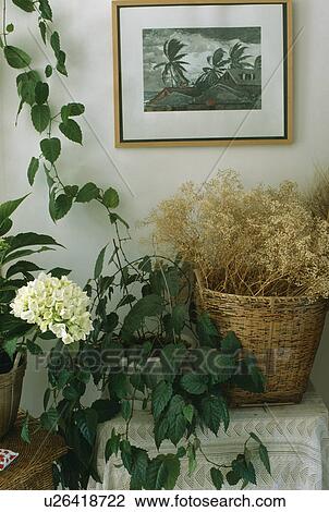 Stock Image - Close-up of dried flowers in basket beside green houseplant. Fotosearch