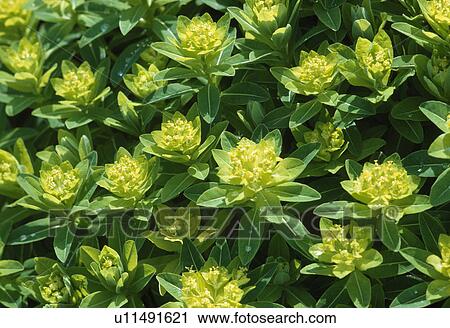 Stock Image - Close up of euphorbia&#10;. Fotosearch