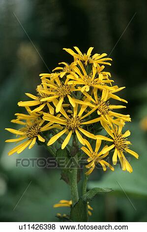 Stock Photo - Close-up of flower head of yellow Ligularia "Hersei". Fotosearch