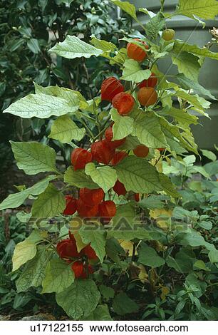 Stock Photography -  Close up of flowering sprig of chinese lanterns . Fotosearch