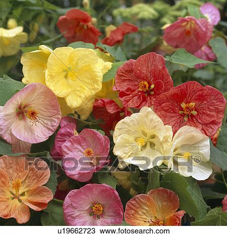 Close up of godetia flowers in mixed colours. View Large Photo Image Stock Image - Close up of godetia flowers in mixed colours.. Fotosearch
