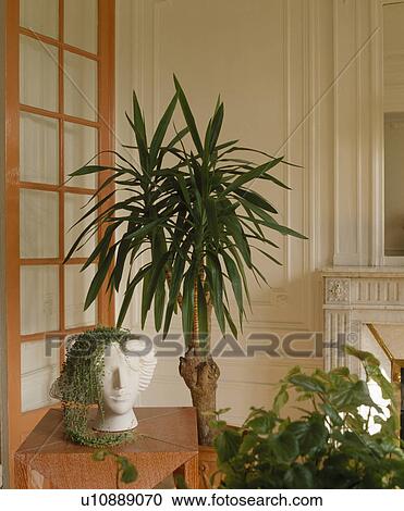 Close-up of green houseplants and sculpture head View Large Photo Image Stock Image - Close-up of green houseplants and sculpture head. Fotosearch