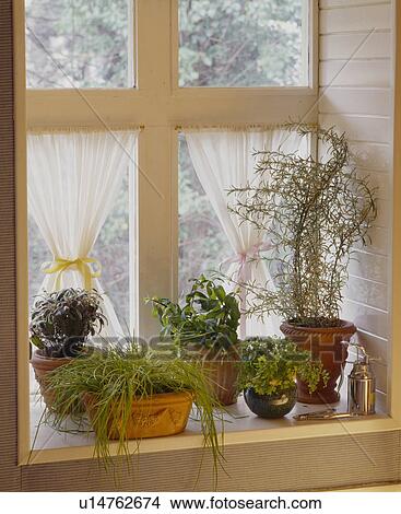 Picture - Close-up of herbs growing in pots on windowsill. Fotosearch