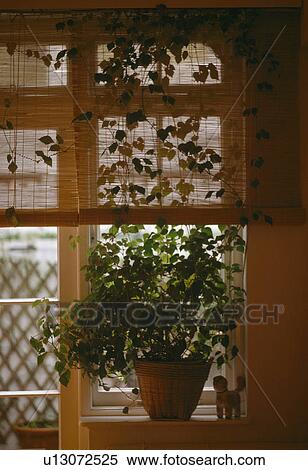 Close-up of houseplant on windowsill below split-cane blind View Large Photo Image Stock Photography - Close-up of houseplant on windowsill below split-cane blind. Fotosearch
