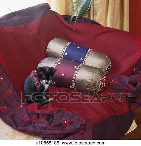 Close-up of kitten sitting on red silk throw with bolster cushions View Large Photo Image Stock Photography - Close-up of kitten sitting on red silk throw with bolster cushions. Fotosearch