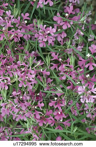 Stock Photography -  Close up of mauve clarkia.. Fotosearch