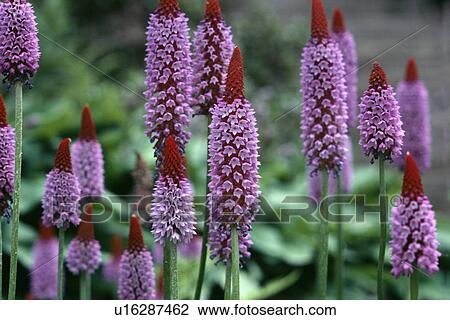 Stock Image - Close-up of mauve primula "Vialii". Fotosearch