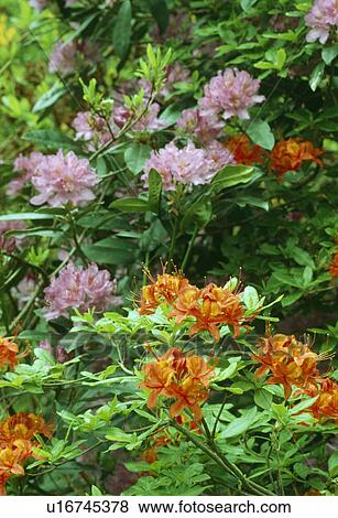 Close up of orange azelea with purple rhododendron. View Large Photo Image Stock Photo - Close up of orange azelea with purple rhododendron.. Fotosearch