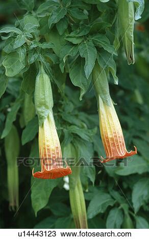 Close up of orange trumpets of datura View Large Photo Image Stock Image - Close up of orange trumpets of datura . Fotosearch
