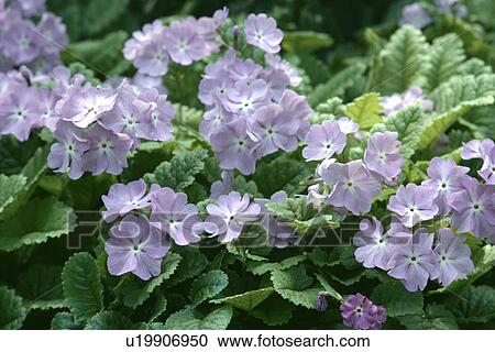Stock Image - Close-up of pale blue Primula "Sieboldii". Fotosearch