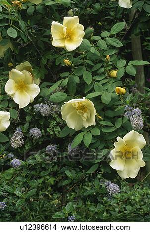 Close up of pale yellow rose with ceanothus. View Large Photo Image Picture - Close up of pale yellow rose with ceanothus.. Fotosearch