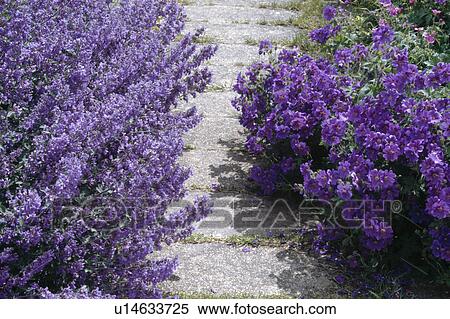 Close-up of path between borders of lavender and blue perennial geraniums View Large Photo Image Stock Photography - Close-up of path between borders of lavender and blue perennial geraniums. Fotosearch