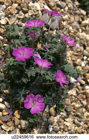 Stock Photograph - Close-up of pink alpine geranium growing in gravel. Fotosearch