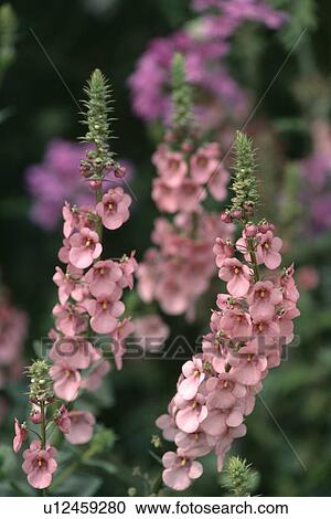 Stock Image - Close-up of pink diascia. Fotosearch