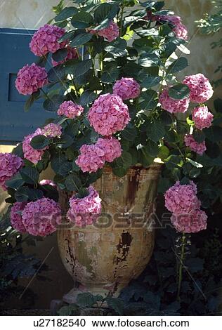 Stock Image - Close-up of pink hydrangea in old terracotta pot. Fotosearch