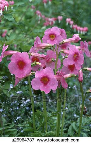 Stock Photo - Close-up of pink Incarvillea "Delavayi". Fotosearch