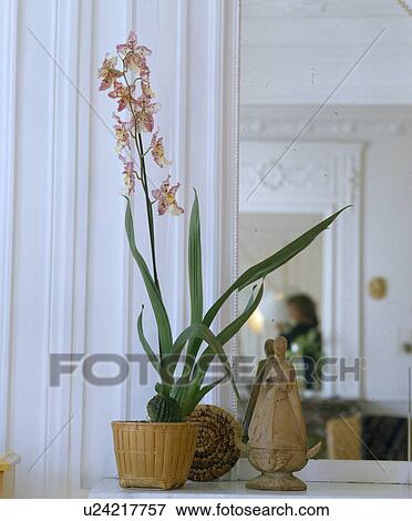 Stock Photo - Close-up of pink orchid in pot beside small statue. Fotosearch