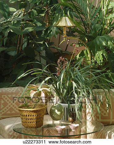 Stock Image - Close-up of pink orchid on table in front of lush green houseplants. Fotosearch