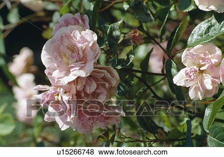 Stock Photo - Close-up of pink roses. Fotosearch