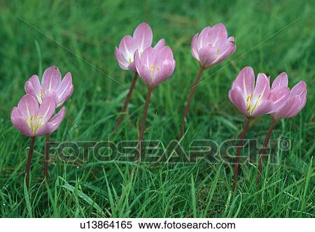 Stock Photography -  Close up of purple autumn crocus naturalised in grass.. Fotosearch