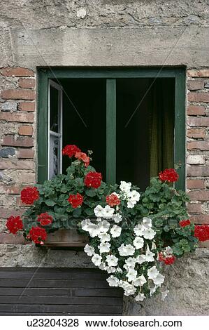 Stock Photo - Close-up of red geraniums and white petunias in window-box below window of traditional cottage . Fotosearch