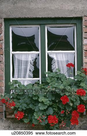 Close Up Of Red Geraniums In Window Box Below Window With Lace