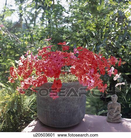 Stock Image - Close-up of red hibiscus in stone pot on garden table with small Asian statue. Fotosearch