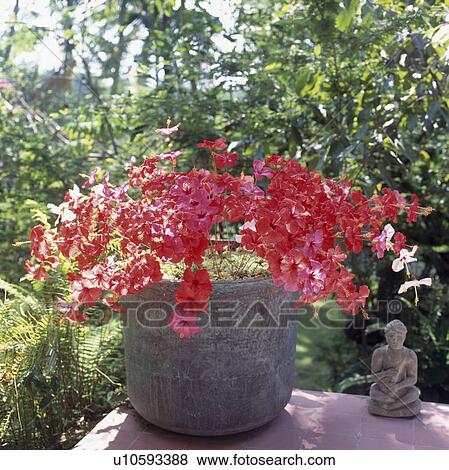 Close-up of red hibiscus in stone pot on garden table with small Asian statue View Large Photo Image Stock Photo - Close-up of red hibiscus in stone pot on garden table with small Asian statue. Fotosearch