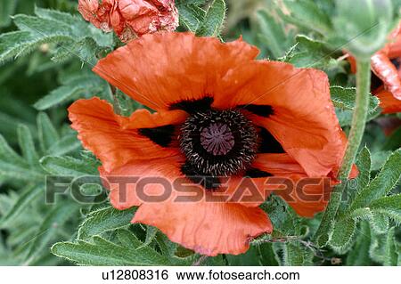 Close-up of red Oriental Poppy View Large Photo Image Stock Photograph - Close-up of red Oriental Poppy. Fotosearch