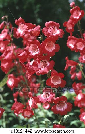 Close-up of red Penstem "Rubicunda" View Large Photo Image Stock Image - Close-up of red Penstem "Rubicunda". Fotosearch