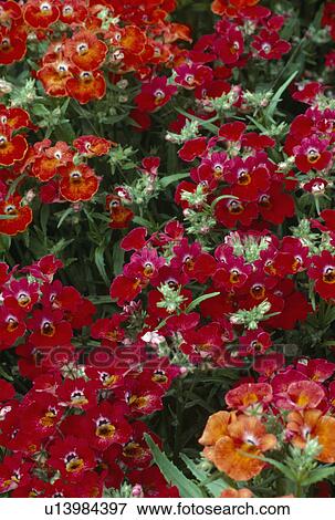 Close up of rich red nemesia. View Large Photo Image Stock Photo - Close up of rich red nemesia.. Fotosearch