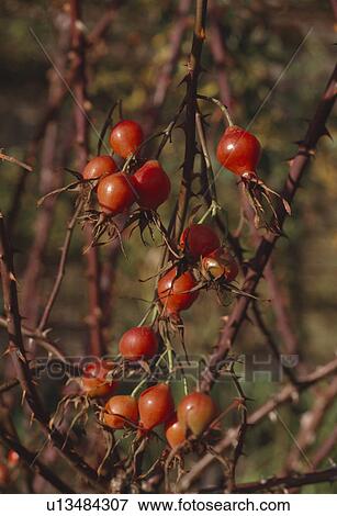 Close up of rose hips View Large Photo Image Stock Photo - Close up of rose hips . Fotosearch