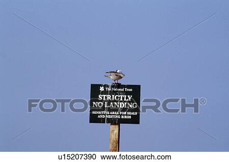 Stock Image - Close up of seagull on No Mooring sign. Fotosearch