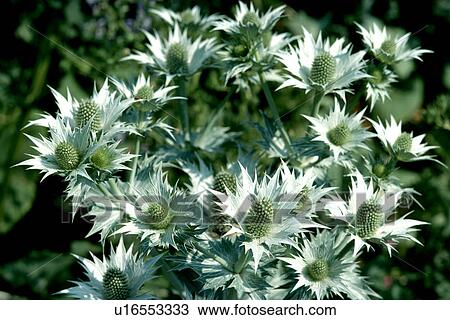 Close-up of silver eryngium View Large Photo Image Stock Image - Close-up of silver eryngium. Fotosearch