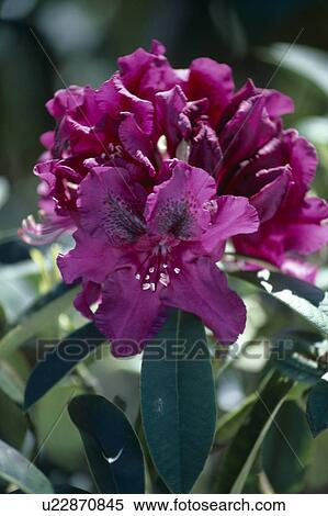 Close up of single bloom of a deep pink rhododendron. View Large Photo Image Stock Photography - Close up of single bloom of a deep pink rhododendron.. Fotosearch