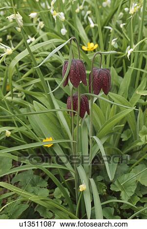 Close up of snakeshead fritillary in a meadow with buttercups and wild garlic. View Large Photo Image Stock Photo - Close up of snakeshead fritillary in a meadow with buttercups and wild garlic.. Fotosearch