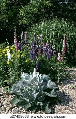 Close-up of verbascum with blue and pink lupins in gravel bed View Large Photo Image Stock Image - Close-up of verbascum with blue and pink lupins in gravel bed. Fotosearch