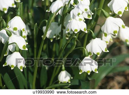 Close up of white and green bells of the spring snow flake. View Large Photo Image Stock Image -  Close up of white and green bells of the spring snow flake.. Fotosearch