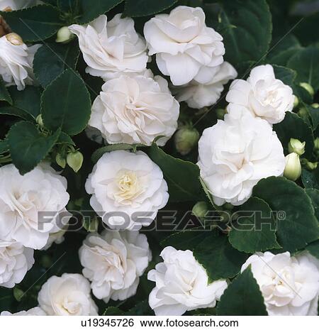 Close up of white double busy lissie. View Large Photo Image Stock Photograph - Close up of white double busy lissie.. Fotosearch