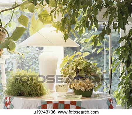 Close-up of white lamp on table with helxine plant and small houseplant View Large Photo Image Stock Photograph - Close-up of white lamp on table with helxine plant and small houseplant. Fotosearch