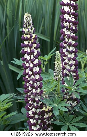 Close-up of white+purple lupins View Large Photo Image Stock Photography - Close-up of white+purple lupins. Fotosearch