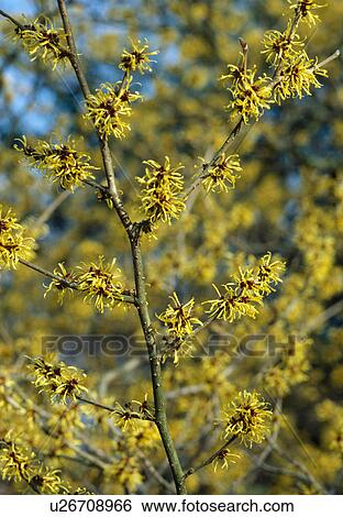 Close up of witch hazel View Large Photo Image Stock Photograph - Close up of witch hazel . Fotosearch