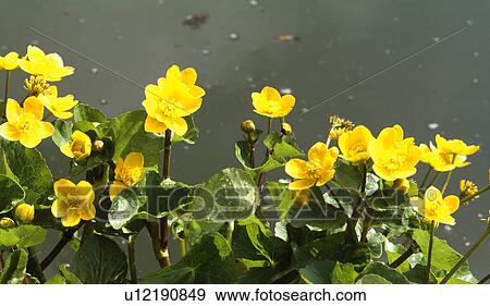 Stock Photo - Close-up of yellow kingcups. Fotosearch