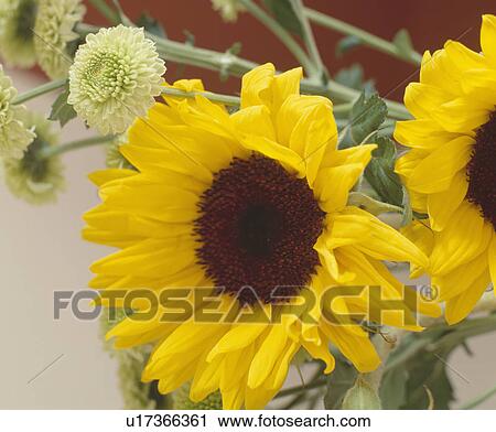 Close up of yellow sunflowers View Large Photo Image Stock Image - Close up of yellow sunflowers. Fotosearch