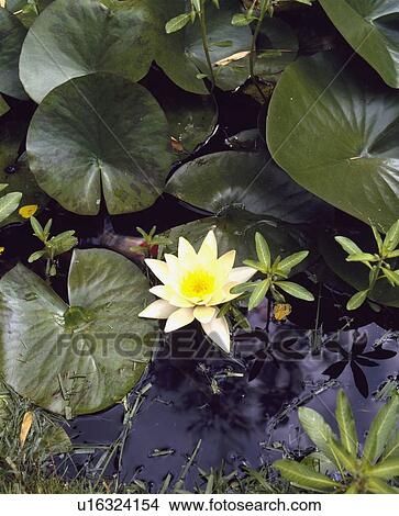 Close-up of yellow water lily with leaves View Large Photo Image Picture - Close-up of yellow water lily with leaves. Fotosearch