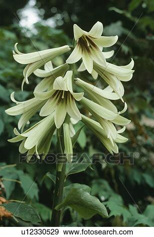 Stock Photo - Close up oof a stem of the giant white lily. &#10; . Fotosearch