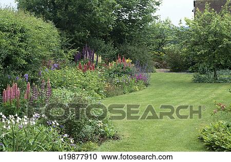 Stock Image - Colourful lupins in curved border beside mown lawn in large country garden in summer. Fotosearch