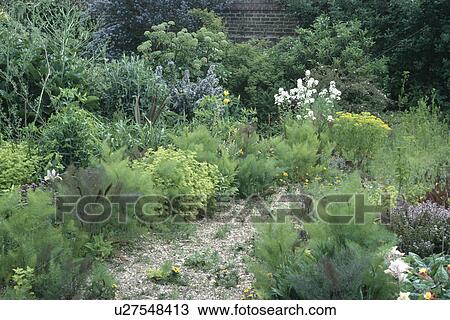 Fennel and marjoram growing in country herb garden View Large Photo Image Stock Image - Fennel and marjoram growing in country herb garden. Fotosearch